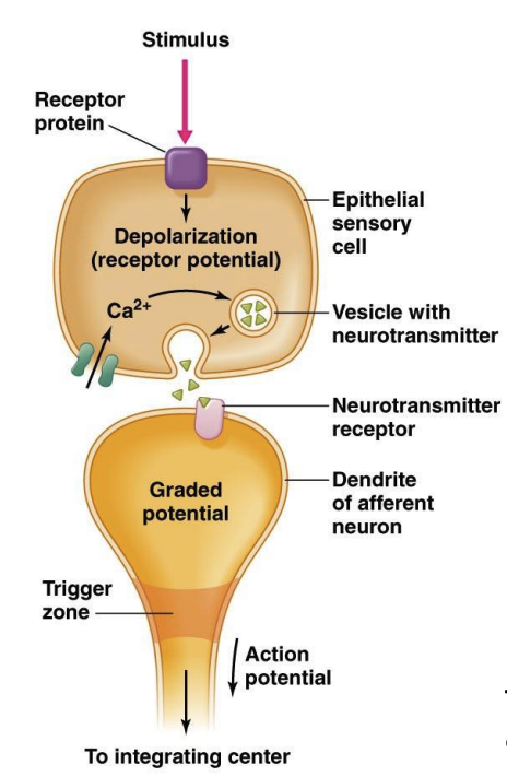 <p>Specialized cell, typically found in tissues such as the skin or mucous membranes, that directly detects a sensory stimulus (like light, sound, or chemicals). </p><p><br>Often release neurotransmitters in response to the stimulus, which then activates a nearby afferent sensory neuron.</p>