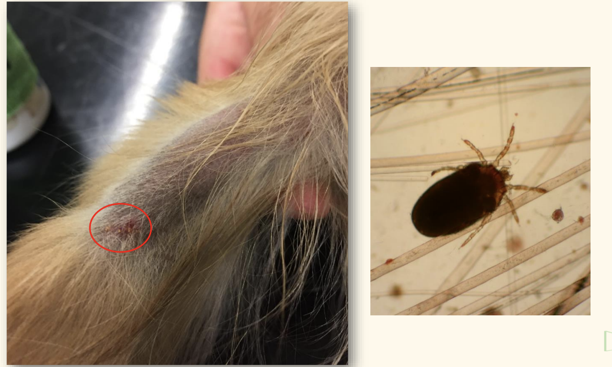 <p>Why is this dog itchy?</p><p>where would you find them?</p><p>when do you find them</p>