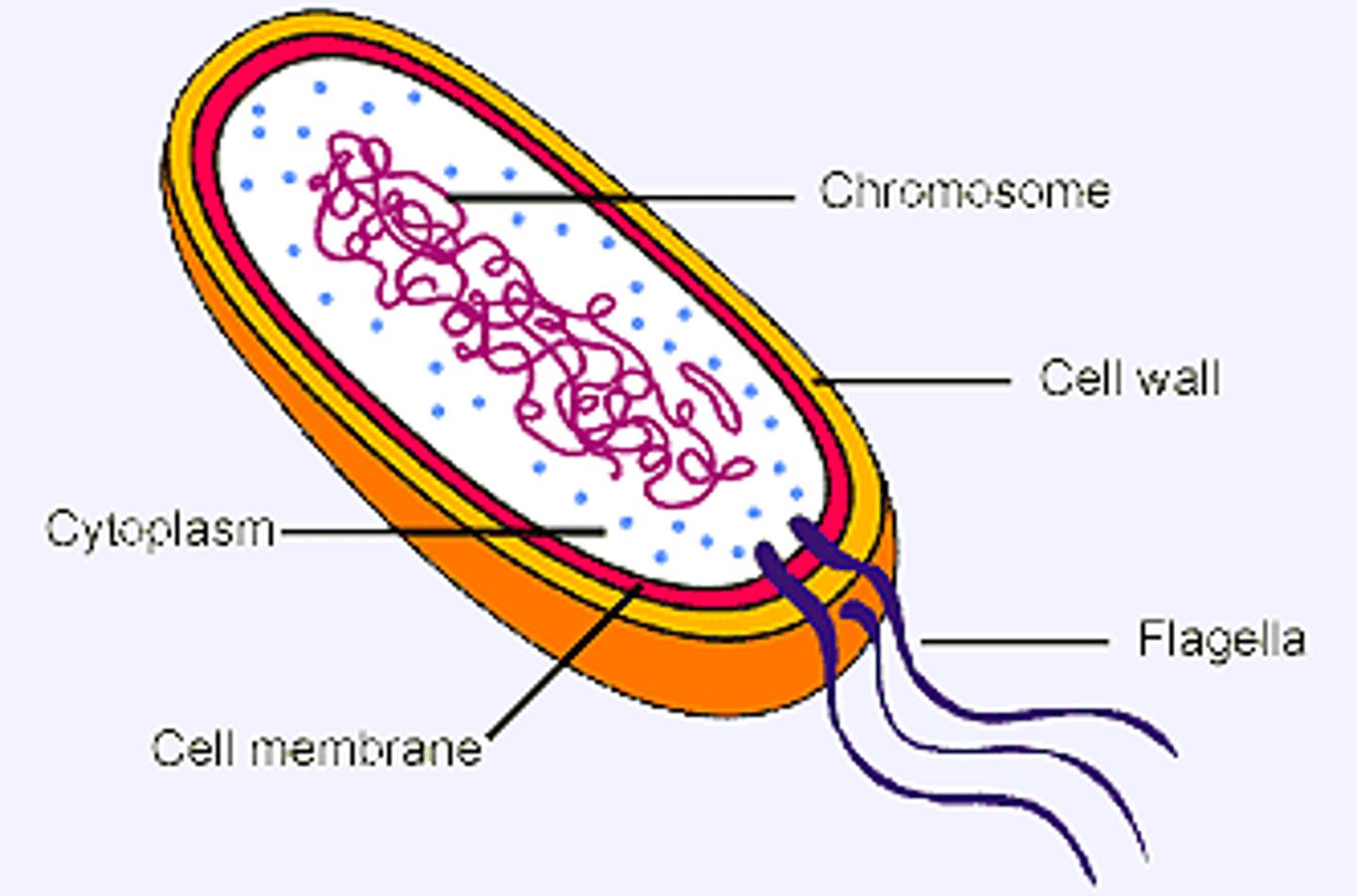 <p>-food poisoning (salmonella)</p>