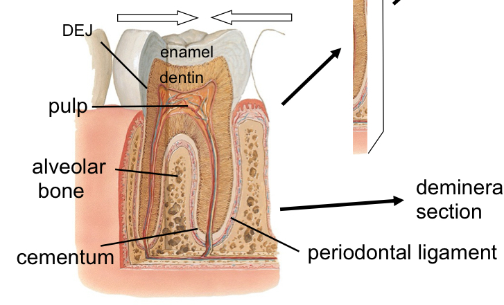 <p>pulp (100% organic), periodontal ligament and the three tissues</p>