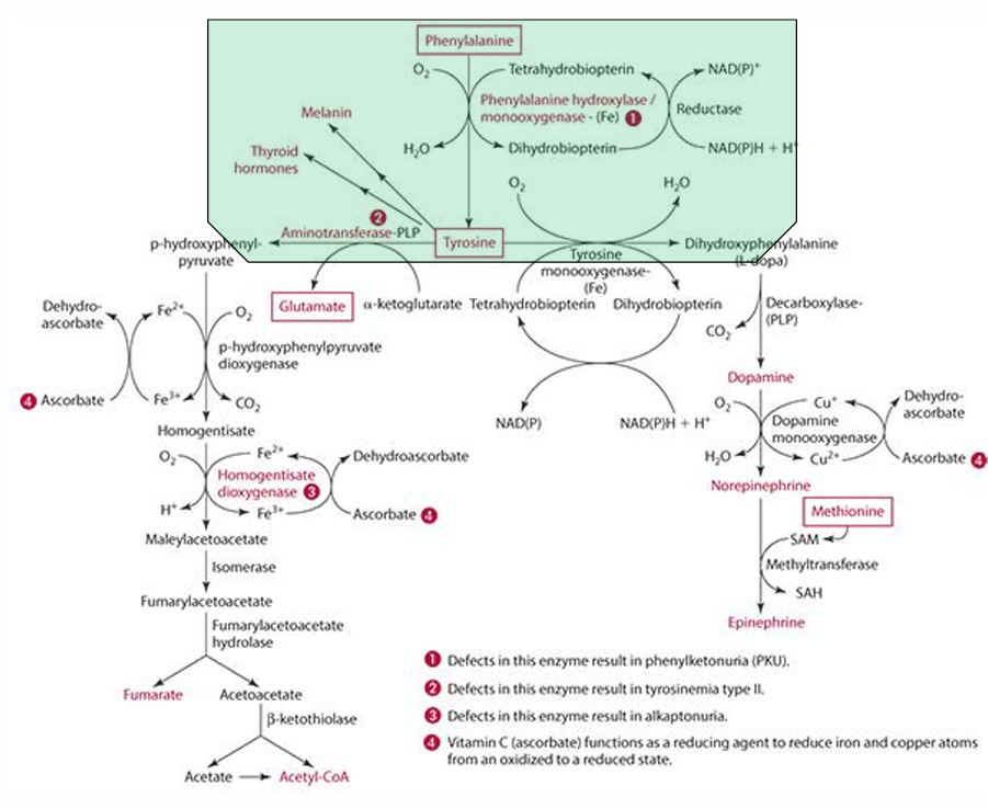<p>tetrahydrobiopterin must be regenerated</p><p>vit C does regenerates it </p>