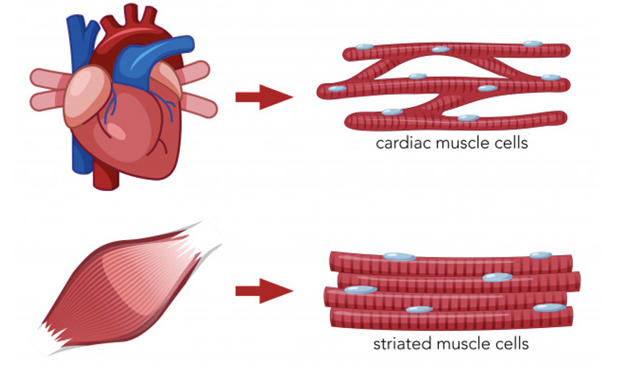 <table style="min-width: 75px;"><colgroup><col style="min-width: 25px;"><col style="min-width: 25px;"><col style="min-width: 25px;"></colgroup><tbody><tr><td colspan="1" rowspan="1" style="width: 108pt;"><p style="text-align: left;"><span>willekeurig</span></p></td><td colspan="1" rowspan="1" style="width: 221pt;"><p><span>-Beweging</span></p><p><span>-Handhaven lichaamshouding</span></p><p><span>-Bescherming organen en skelet tegen eigen lichaamsgewicht en uitwendige weerstand</span></p><p><span>-Warmteproductie</span></p></td><td colspan="1" rowspan="1" style="width: 152pt;"><p><span>-Skeletspieren</span></p><p><span>-Kringspieren</span></p><p><span>-Middenrif</span></p><p><span>-Bekkenbodem-spieren</span></p><p><span>-Hartspier (werkt </span><u><span>onwillekeurig!</span></u><span>)</span></p></td></tr></tbody></table><p></p>