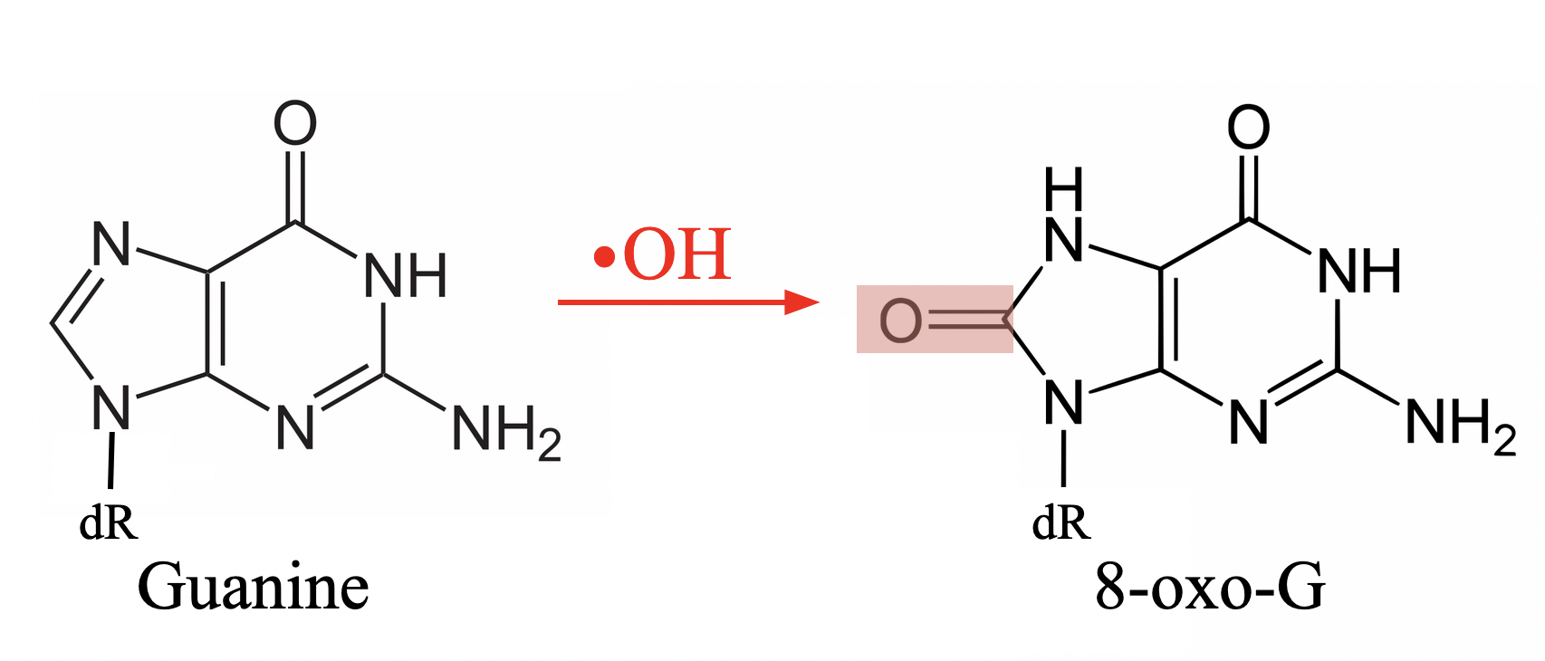 <p><strong>8-oxo-guanine ( addition of </strong><span>carbonyl group at position 8 of guanine)</span></p>