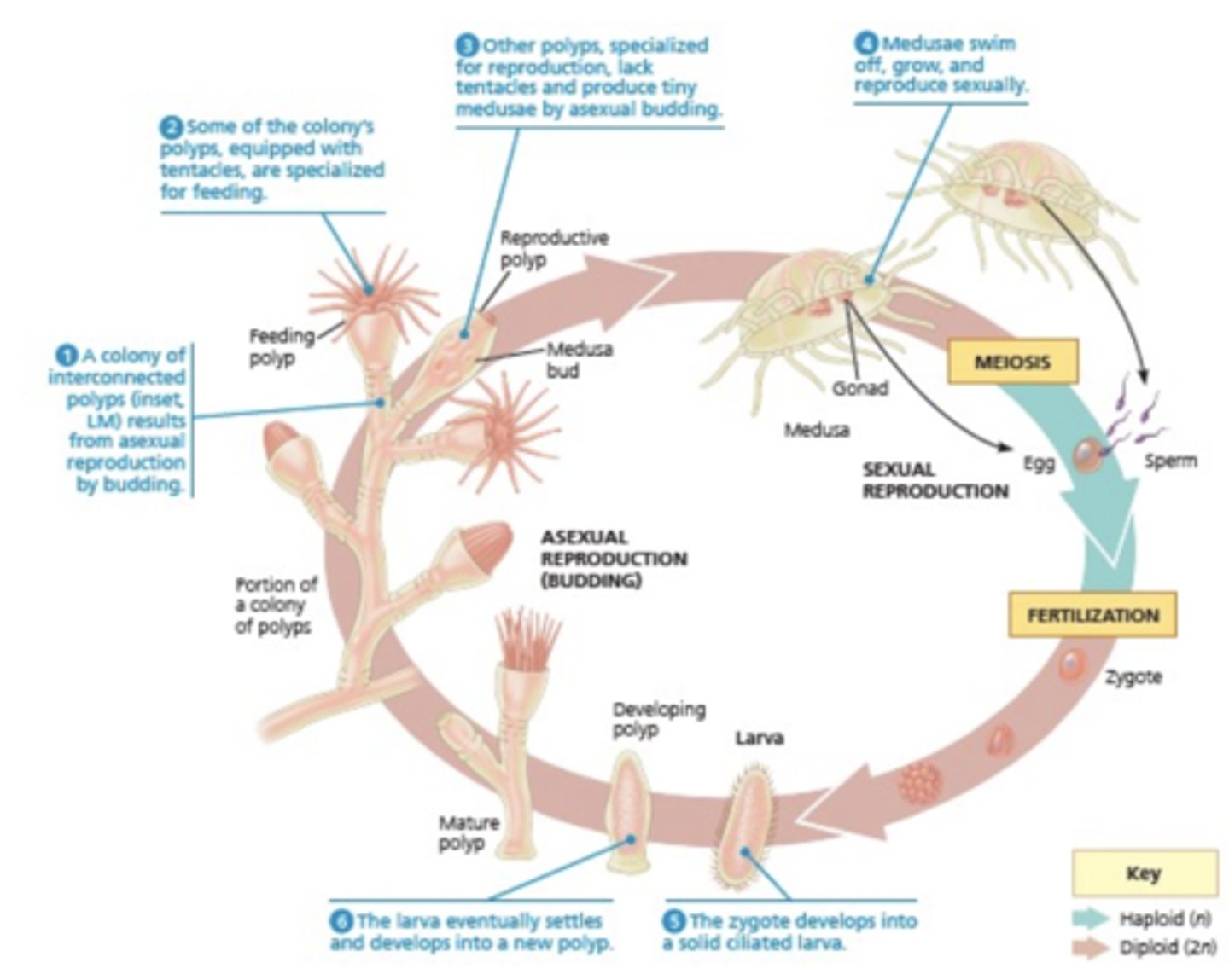 <p>The medusae are genetically identical but the gametes differ genetically.</p><p>3 multiple choice options</p>