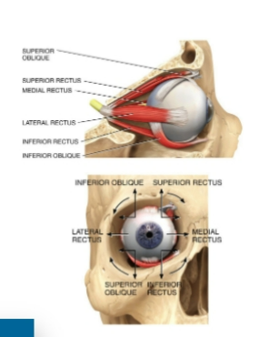 <p>extraocular muscle </p>