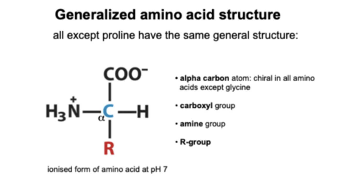 <p>R-group gives the protein its functional properties</p>
