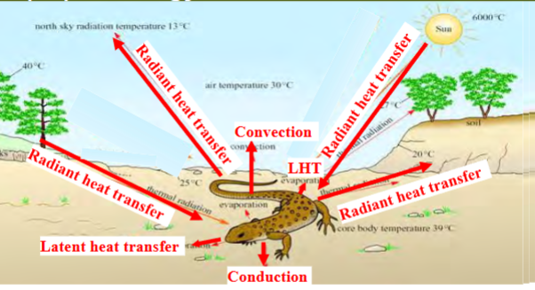 <p>conduction</p><p>convection</p><p>latent heat transfer</p><p>radiant heat transfer</p>