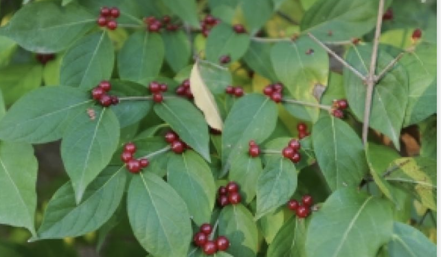 <p>Amur honeysuckle</p>