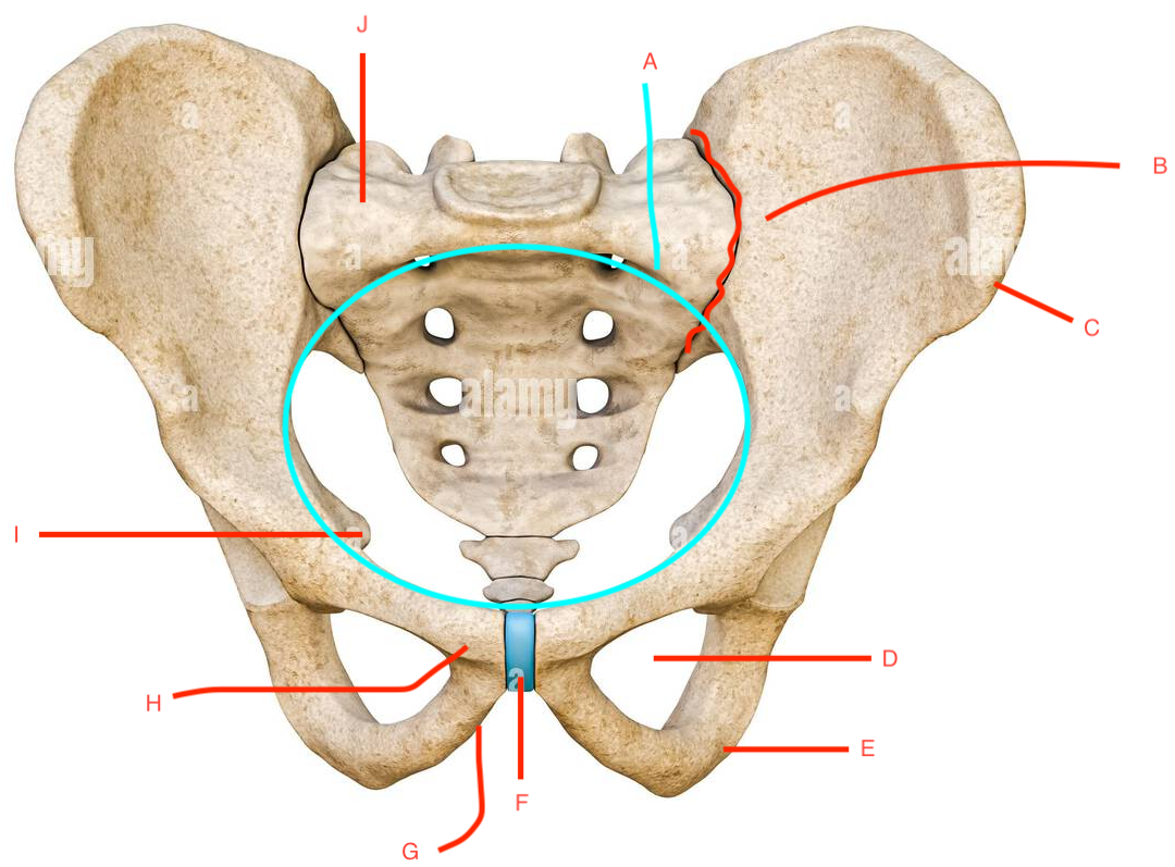 <p>E?</p>