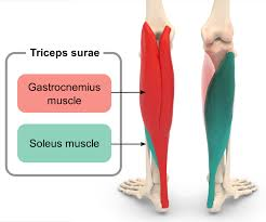 <p>O: Posterior medial &amp; lateral condyle of femur</p><p>I: calcaneus via calcaneal tendon</p><p>A: plantarflex foot and flex leg</p>