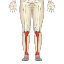 <p>The shin bone, which is the larger and medial bone of the lower leg. It bears most of the body's weight from the femur down to the ankle.</p>