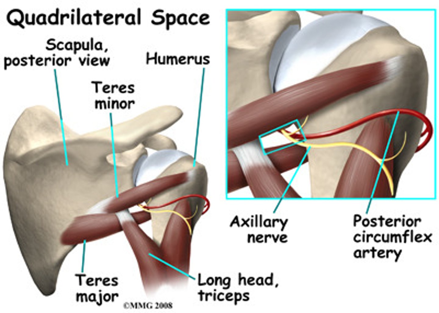 <p>teres minor, teres major, long head of triceps, humerus</p>