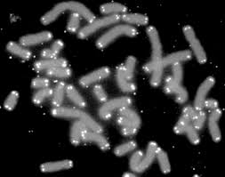 <p>Research with animals shows that cell mutations increase/decrease exponentially with age</p>