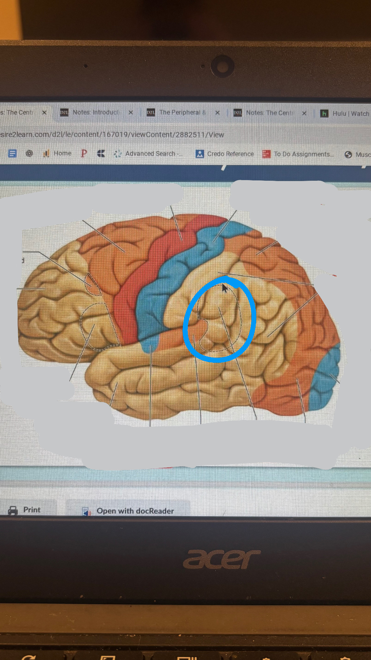 <p>area for understanding language</p>