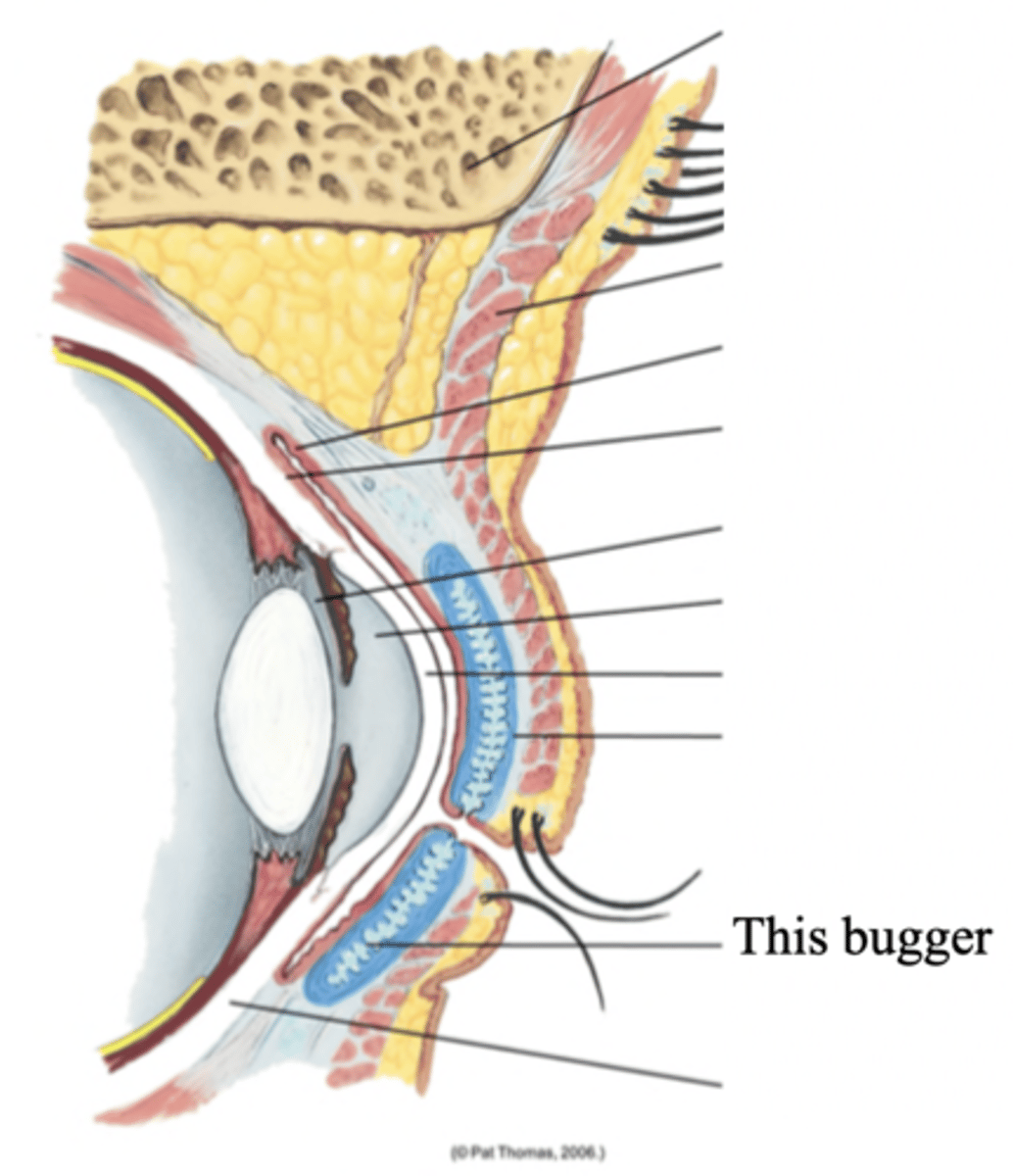 <p>Modified sebaceous glands in the tarsal plates that secrete an oily lubricating material onto the eyelids</p>