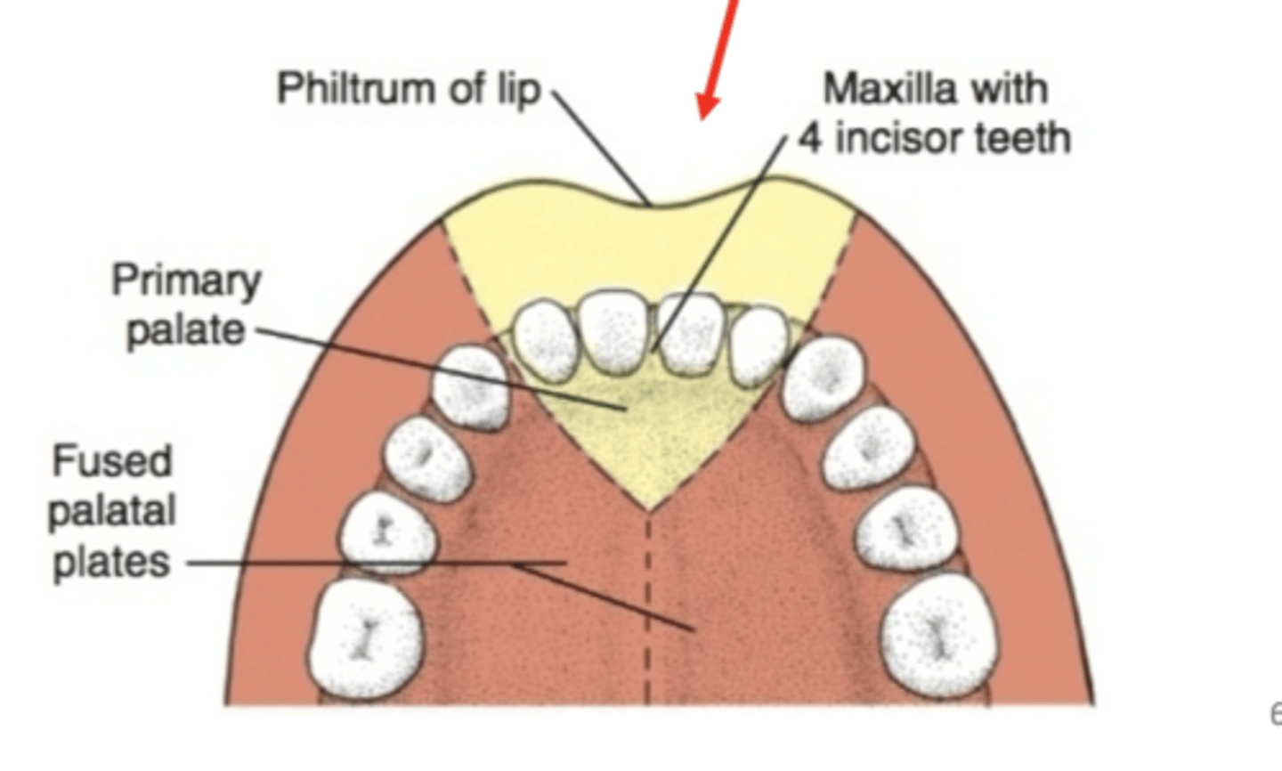 <p>What are the three components of the intermaxillary segment</p>
