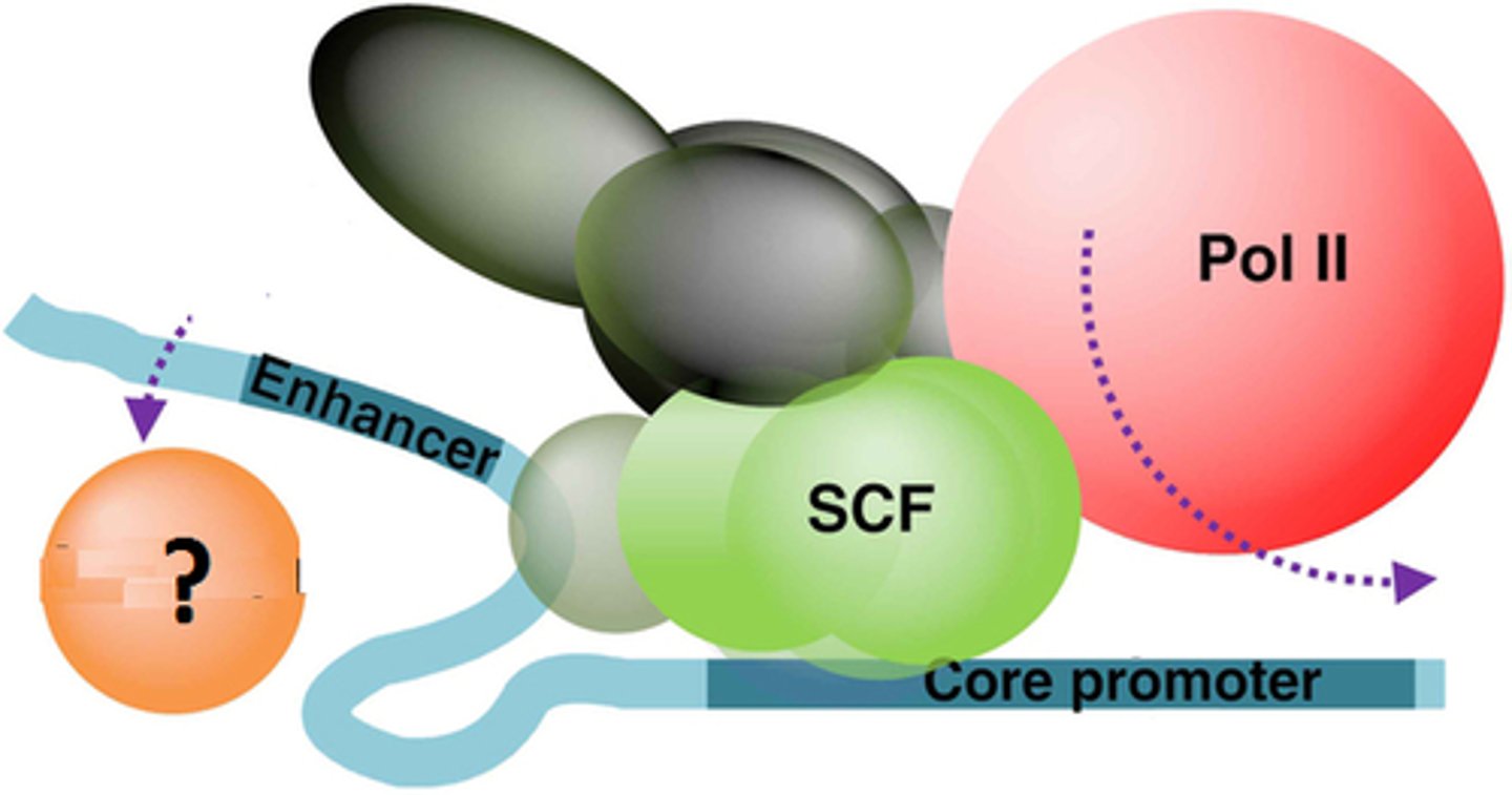 <p>proteins which bind DNA and increase or enable transcription</p>