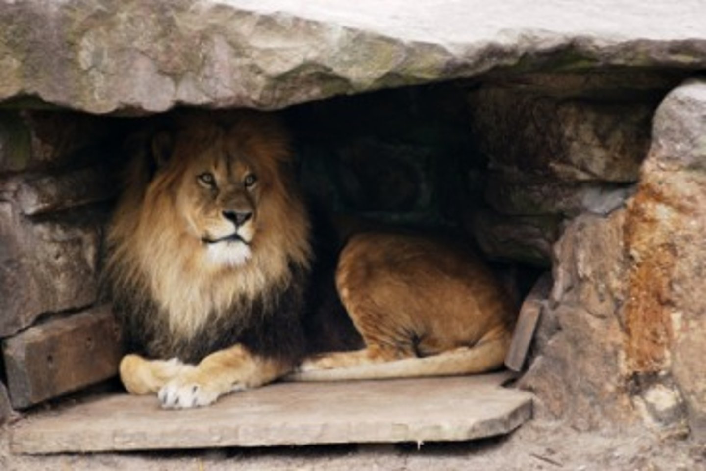 <p>берлога, логово</p>