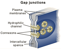 <p>Gap junctions</p>