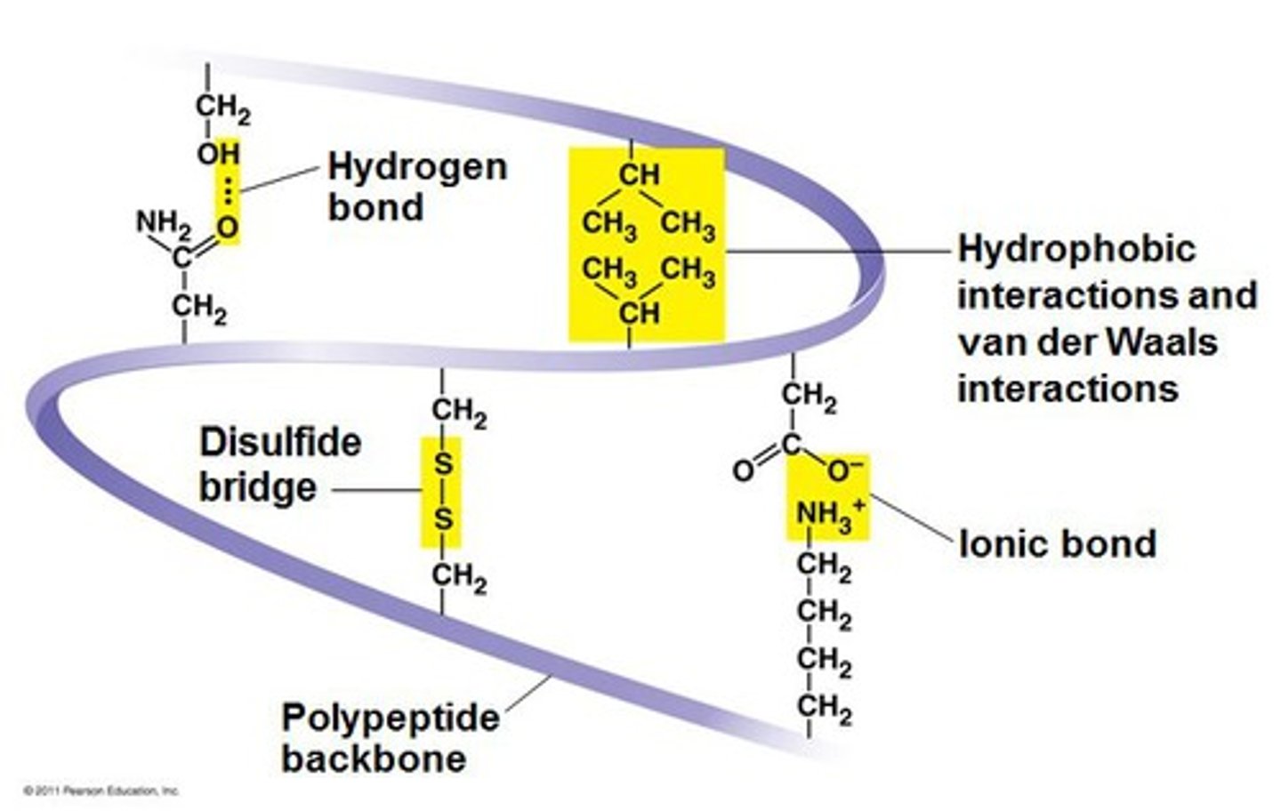 <p>unique 3D structure of polypeptide</p><p>chemical interactions between R groups on amino acids</p><p>determined by a variety of chemical interactions:</p><p>hydrophobic interactions</p><p>ionic bonding</p><p>hydrogen bonding</p><p>disulfide linkages</p>