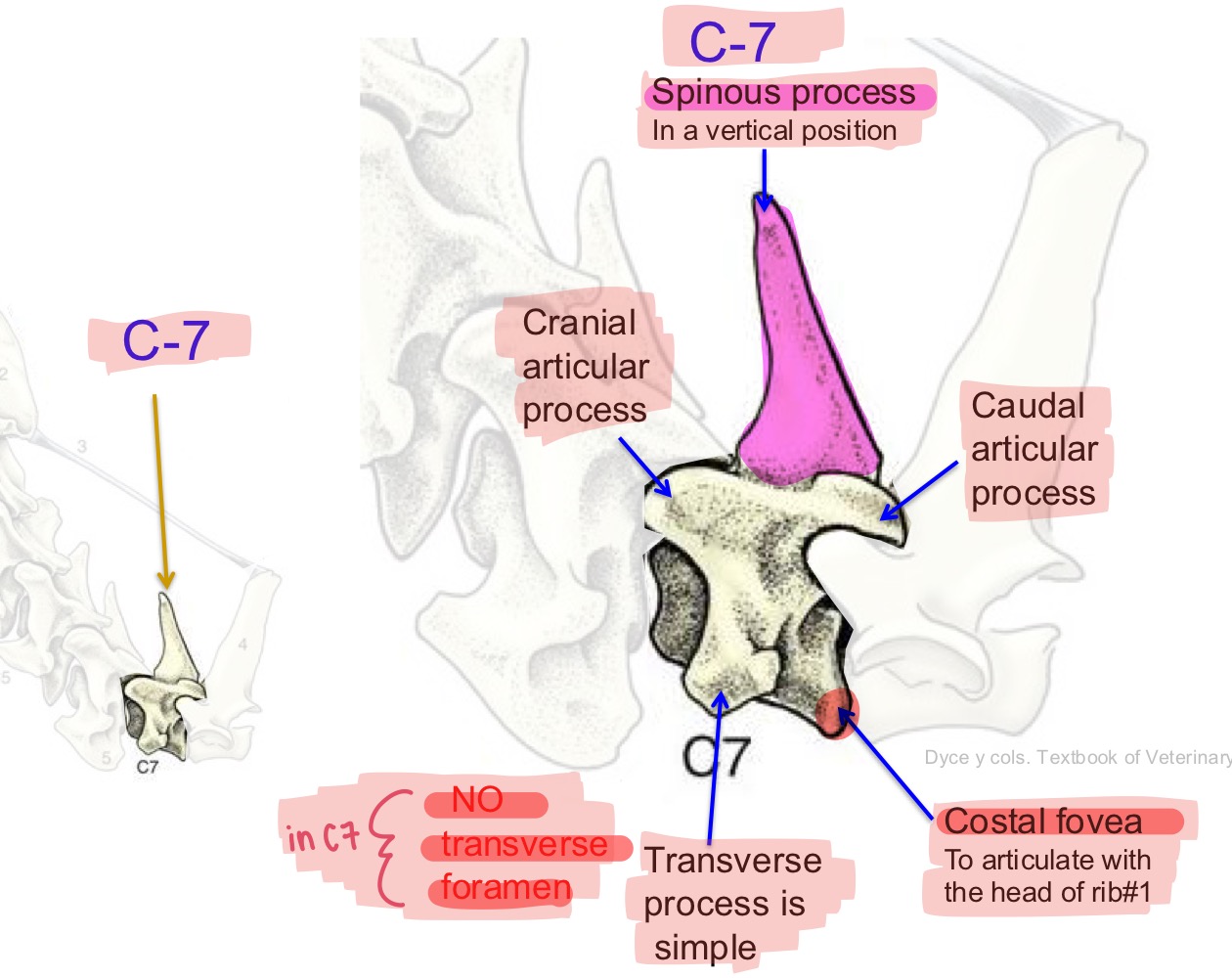 <p>Cervical 7 (C7), very last vertebra</p>