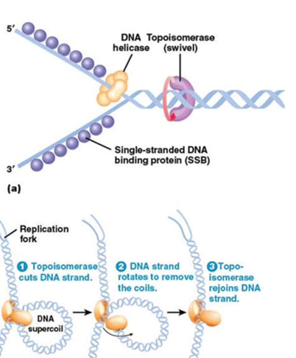 <p>DNA-helicasen, een enzyme dat de waterstofbruggen zal breken</p><p>-> er komen direct SSB's die zullen binden op het ssDNA</p><p>Ook belangrijke werking van topoisomerases zodat de supercoiling (en de tortionele spanning die ontstaat) verwijderd wordt</p>