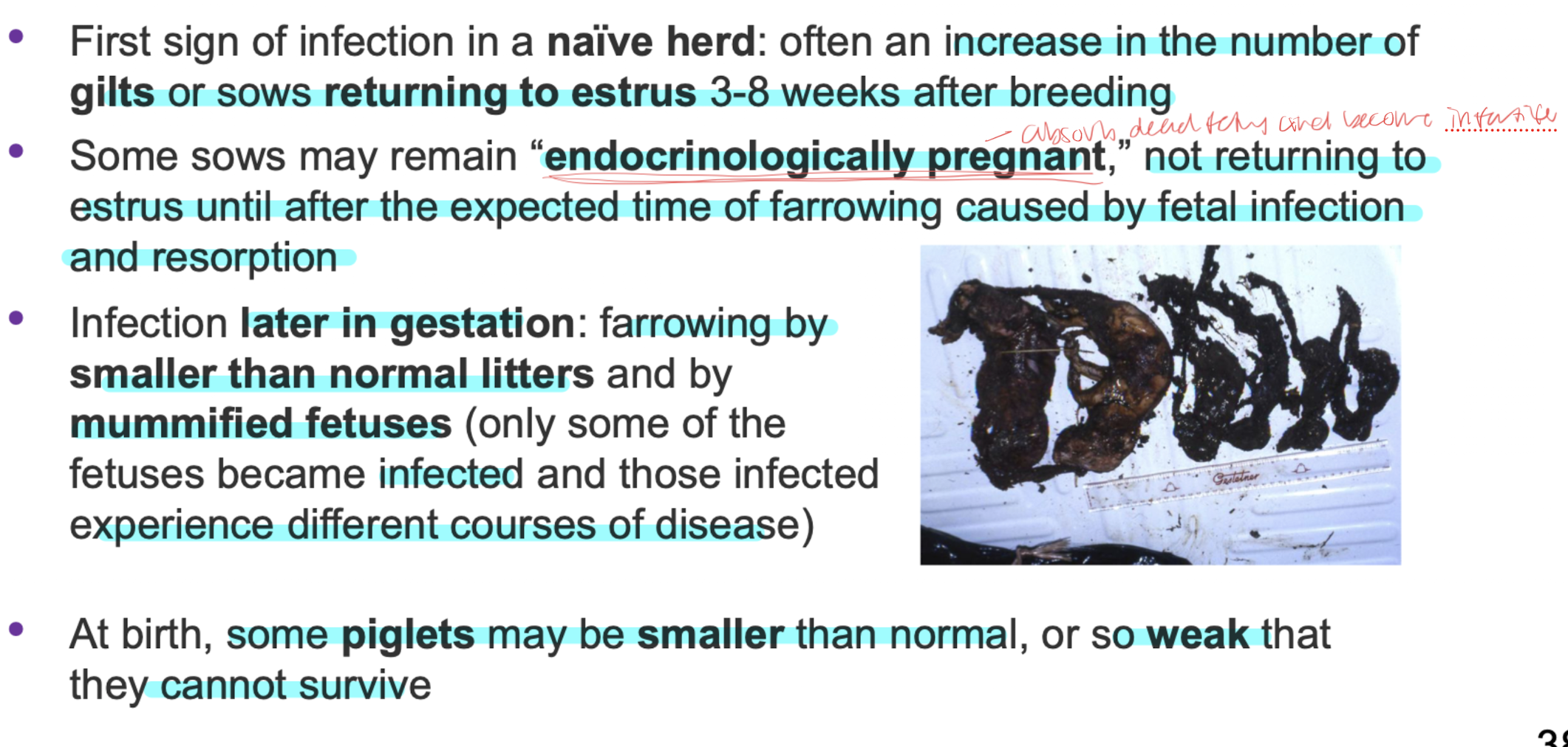 females: first sign gilts return to estrus 3-8 weeks after breeding 