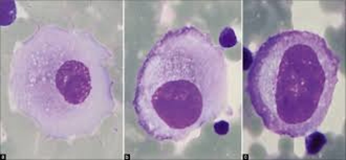 <p>Mesothelial cells</p>