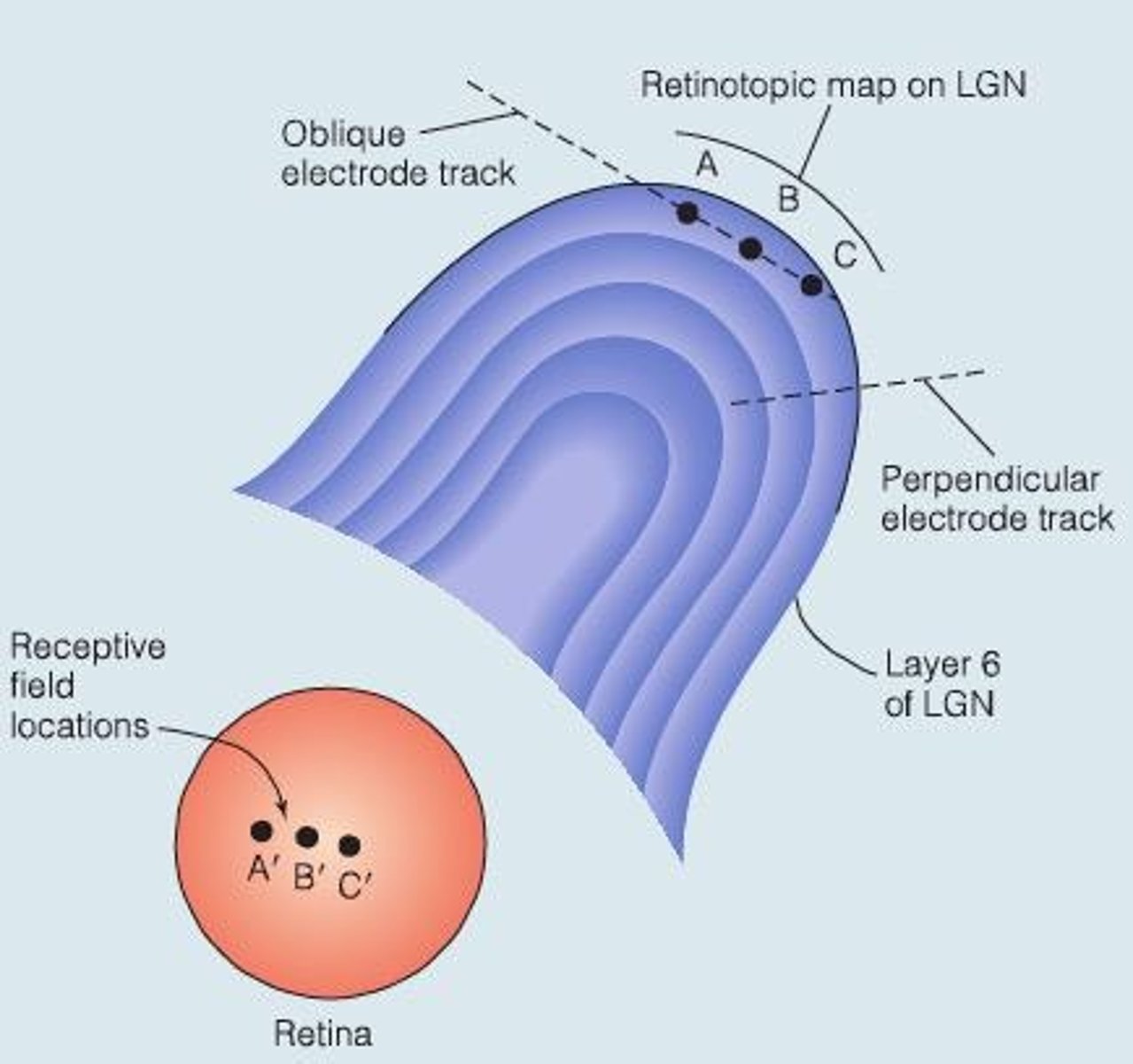 <p>The organization of LGN is retinotopic within each layer and aligned across layers.</p>