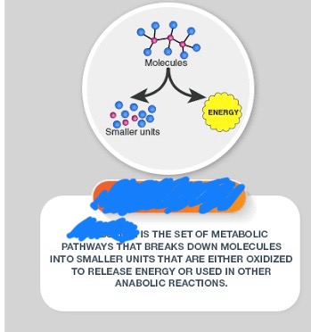 <p>Cellular respiration is a <strong>_____ </strong>process. It means larger compounds are broken down resulting in the release of energy. Imagine chewing food on a molecular scale</p>