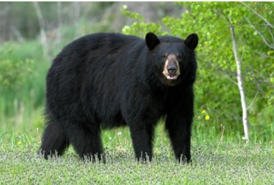 <p><span style="font-family: &quot;Times New Roman&quot;, serif;"><span>Black bear</span></span></p>