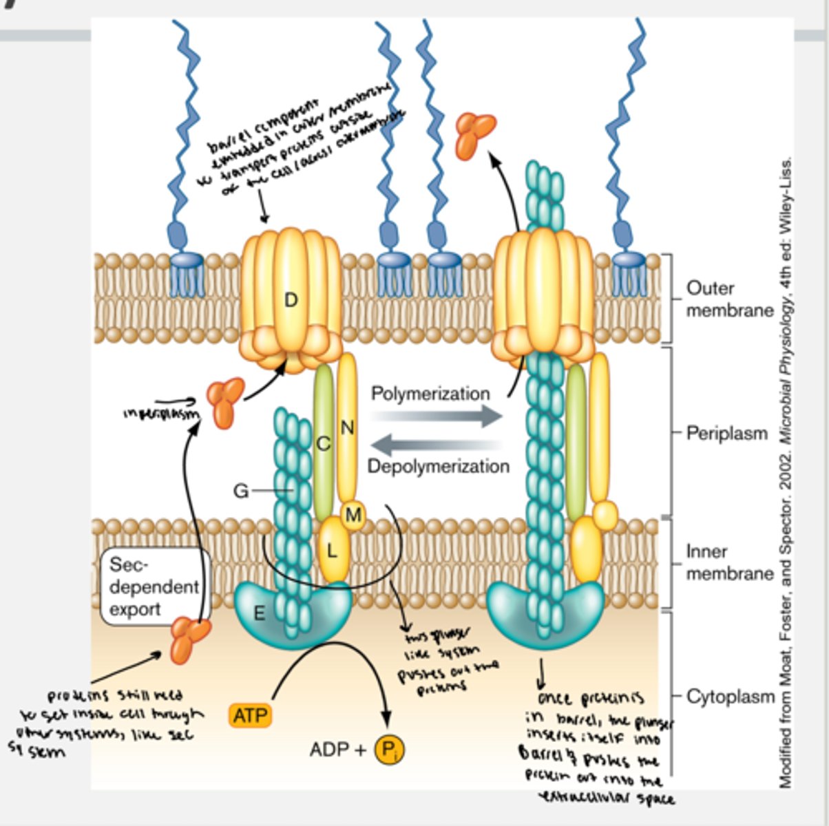 <p>- in gram negatives, some proteins use the sec system to get in the periplasm and then various outer membrane export systems like type II secretion</p><p>- proteins still leave the cell membrane and enter the periplasmic space through the sec system</p><p>1. to transport proteions out, a protein embedded on the innerface of the membrane that is also in the cytoplasm hydrolyzes ATP and is attackjed to a barrel protein in the outer membrane. when the protein from periplasm enters the barrel protein from periplasm, the cytoplamic protein hydrolyzes ATP and the prteined polymerize.</p><p>2. once the protein is in the barrle, the plunger insets intside into the barrel and pushes the protein out ijnto the extracellular space and then depolymerizes again</p>