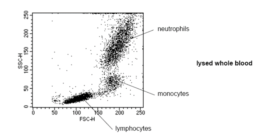 Why do neutrophils appear bigger on optical cell counters