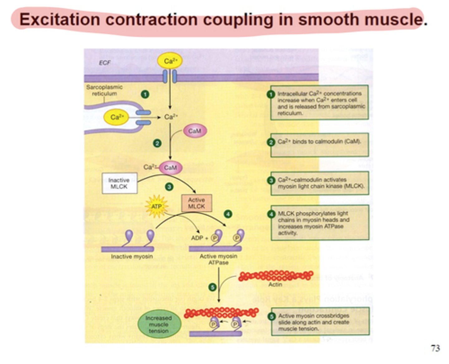 <p>sequence of events from motor neuron signaling to a skeletal muscle fiber to contraction of the fiber's sarcomeres</p>