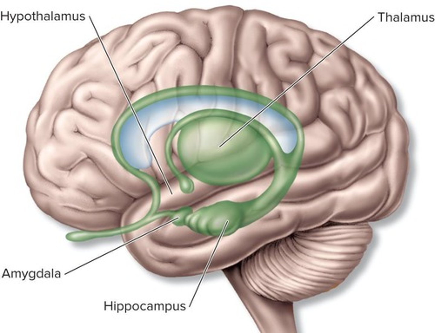 <p>It is the major site of sensory processing in the brain.</p>