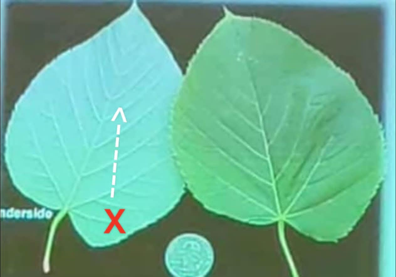 term image