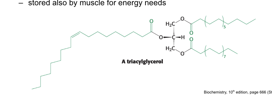 <p>TAGs are <strong>highly concentrated</strong> energy stores</p><ul><li><p>triacylglycerols (neutral fats, triglycerides) = <strong>uncharged esters</strong> of fatty acids with glycerol </p><ul><li><p>stored mainly in <strong>adipose tissue</strong></p></li><li><p>stored also by <strong>muscle</strong> for energy needs</p></li></ul></li></ul><p></p>