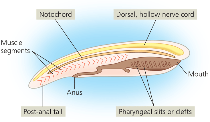 <p>Notochord; dorsal, hollow nerve cord; post-anal tail; pharyngeal slits or clefts</p>
