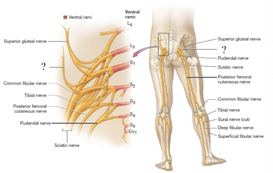 <p>supplies the gluteus maximus muscle</p><ul><li><p>located by the piriformis muscle</p></li></ul><p></p>
