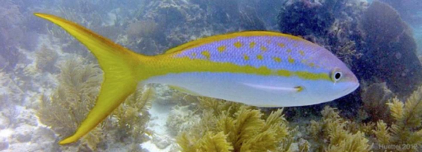 <p>yellowtail snapper</p>