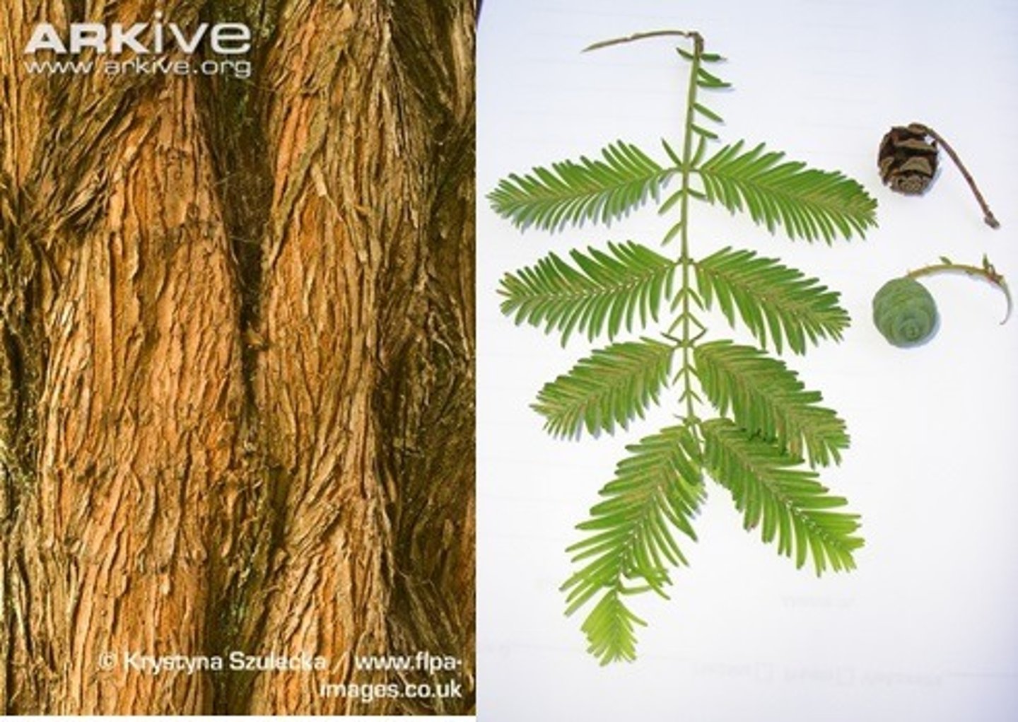 <p>- needles: soft, opposite, bipinnate</p><p>- cones: globular, very well defined scales, smooth scale edges.</p>