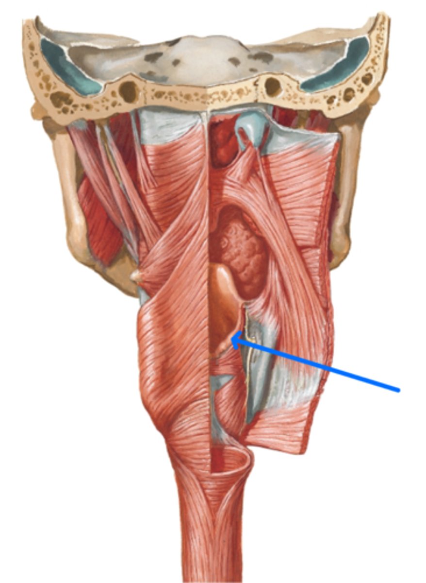 <p>What is this structure?</p>