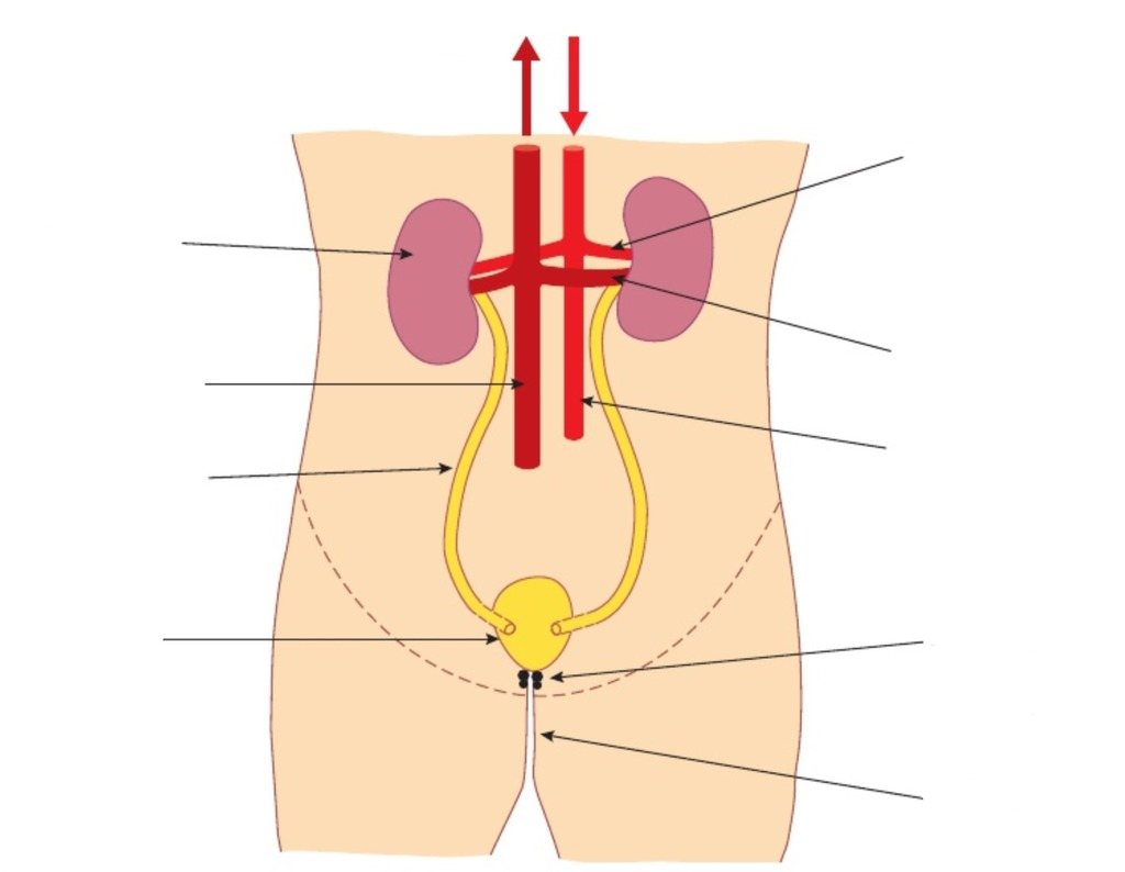 <p>label the diagram (using letter markers a-k, top right clockwise to top left)</p>