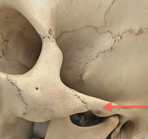 <p>What is the name of this bone in the skull?</p>