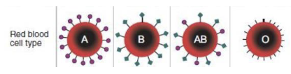 <p>They are based on the glycolipids since they have an enzyme that adds N-acetylgalactosamine to the ends of RBC membrane glycolipids. A lack of these proteins results in the O-blood group</p>