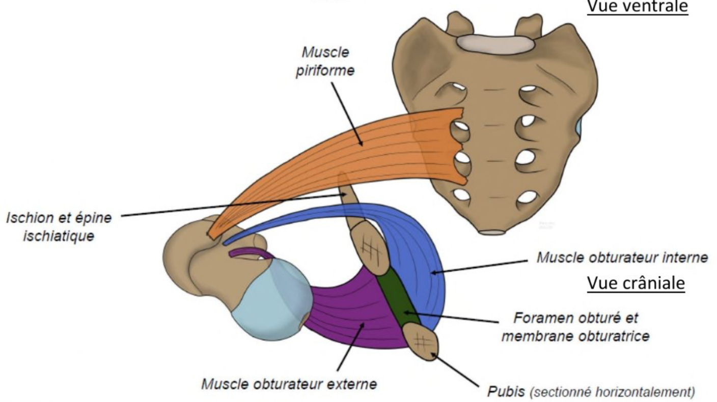 <p>Muscle piriforme : naît de la face ventrale du sacrum par 3 digitations </p><p>Muscle obturateur externe : en arrière os coxal , au dessus de l’épineux ischiatique → fosse inter-trochanterique latéralement </p>