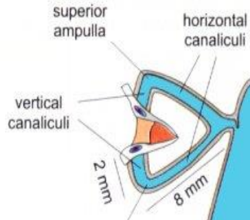 <p>Passage tears go through directly after entering the puncta</p><p>Upper and lower canaliculi (For both punctum)</p><p>Lead to the lacrimal sac</p>