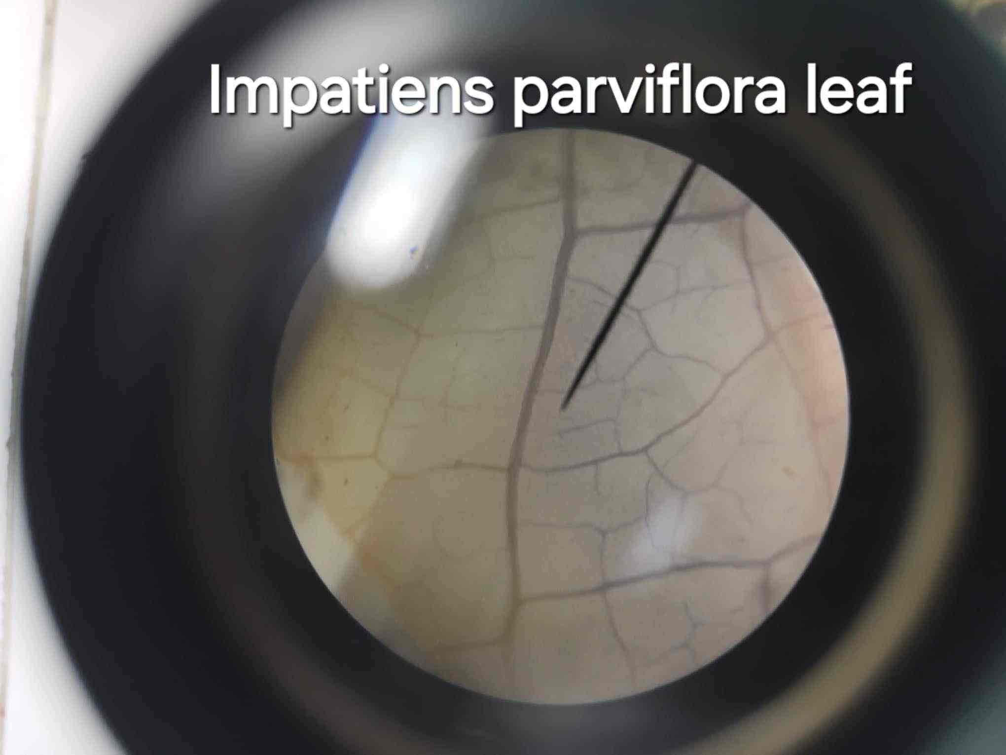 <p>Needle-shaped calcium oxalate crystals found in the leaf of Impatiens parviflora.</p>