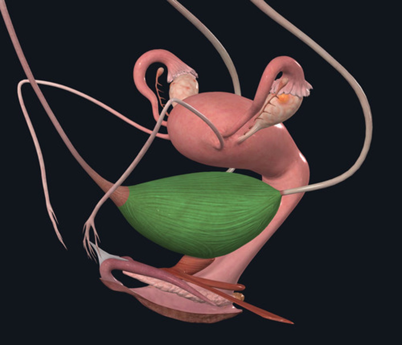 <p>ID Organ Highlighted Green</p>