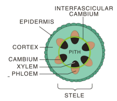 Xylem cells carry _____ and dissolved _____ from the roots to the shoots

* _____ = primary cell type
* _____ = more specialized 
* both are _____ (dead/alive) cells at maturity